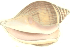 Natural Shells