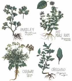 Herbs 4 pc. set - Caraway, Oregano, Parsley, Pot Marjoram