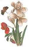 Iris, Poppies, Butterfly