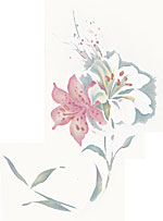 Pink & White Lilies - Seaspray Floral