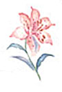 Pink Lily Bit - Seaspray Floral