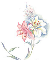 Pink & White Lilies - Seaspray Floral