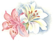 Pink & White Lilies - Seaspray Floral
