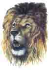 Lion Head