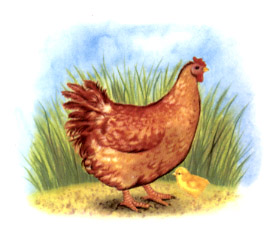 Hen