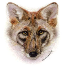 Coyote