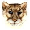 Mountain Lion