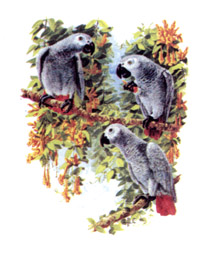 Birds - African Greys