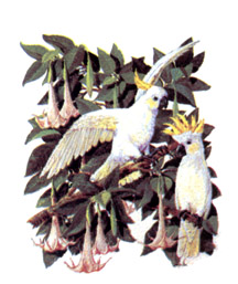 Birds - Cockatoos