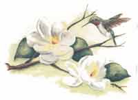 Magnolia with Hummingbird