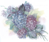 Hydrangea