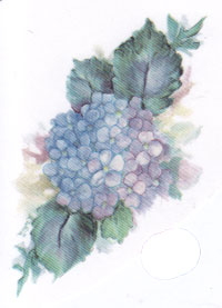 Hydrangea