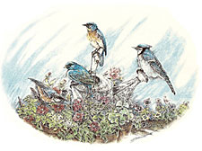 Bluebirds, Blue Jay