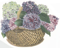 Basket of Hydrangea