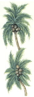 Coconut Palm Tree