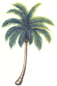 Coconut Palm Tree