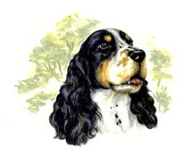 Dogs - Springer Spaniel