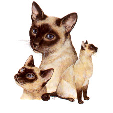 Cats - Siamese