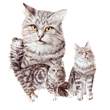 Cats - Long Haired Grey Tabby