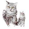 Cats - Long Haired Grey Tabby
