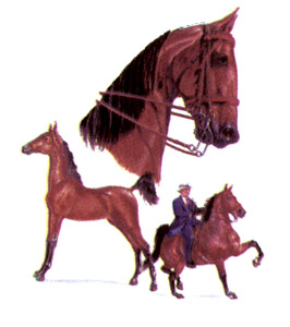 Horses - Gaited Standard
