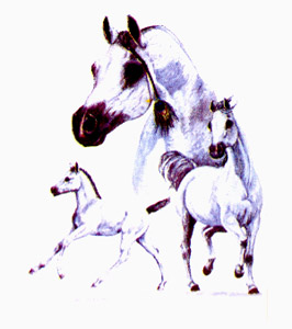 Horses - White Arabian