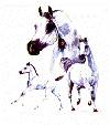 Horses - White Arabian