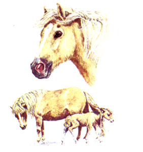 Horses - Shetland