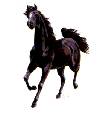 Horses - Black Stallion