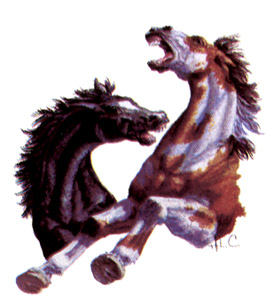 Horses - Fighting Stallions