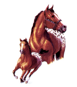 Horses - Blanket Appaloosas