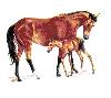 Horses - Baymore-Foal
