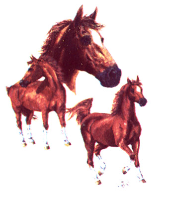 Horses - Chestnut-Stockings