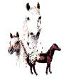 Horses - Appaloosa