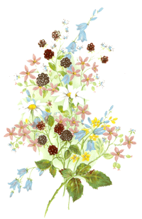 BLACKBERRIES AND BLOOM