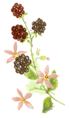 BLACKBERRIES AND BLOOM