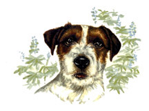 Dogs - Jack Russell Terrier