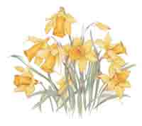 Daffodils