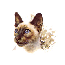 Cats - Siamese