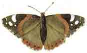 Moth-Butterfly