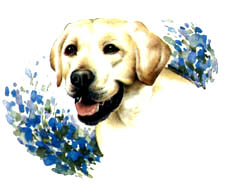 Dogs - Yellow Lab