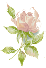 Pink Rose