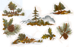 Pine Trees, Pine Branches, Pinecones