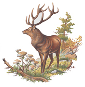 ELK (DEER)