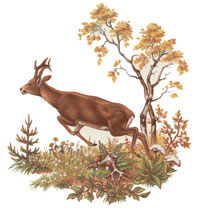 Deer, Buck