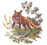 Fox