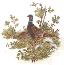 Pheasant