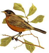 Birds - Robin