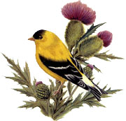 Birds - Goldfinch