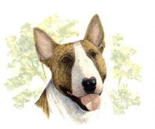 Dogs - English Bull Terrier